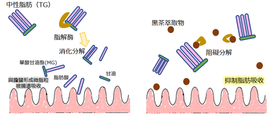黑茶萃取物作用機制圖