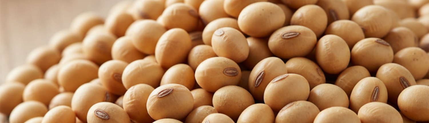 Soybean