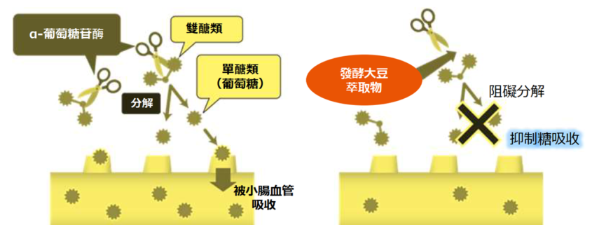 豆豉萃取機制圖